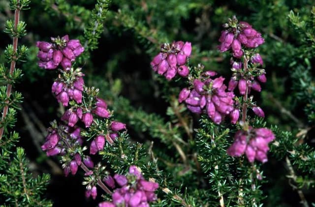 Bell heather 'Pentreath'