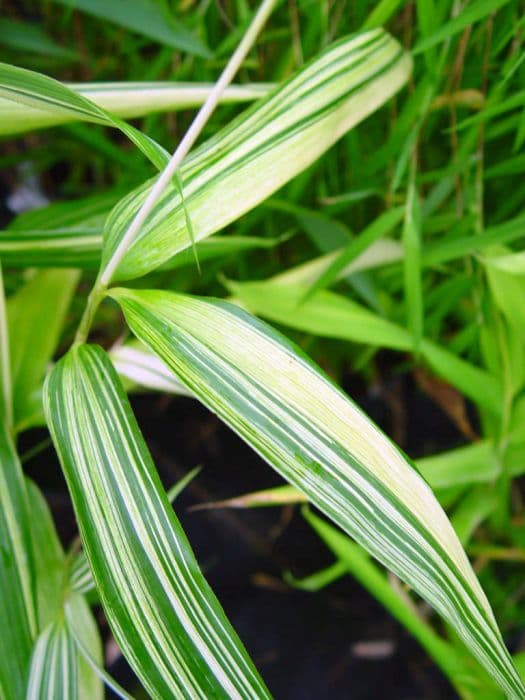 arrow bamboo 'Akebonosuji'