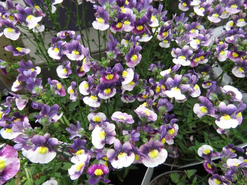 Nemesia 'Fleurbac'