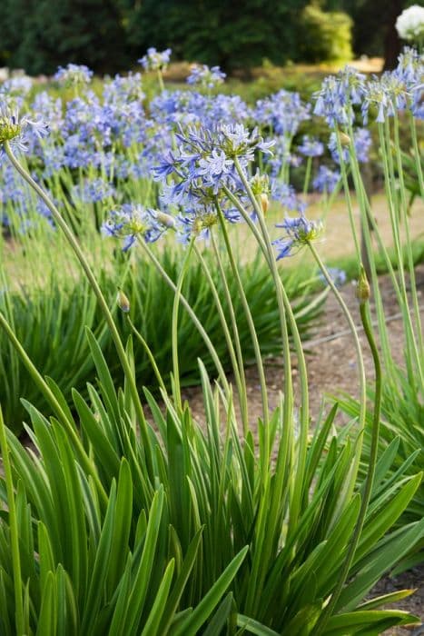 African lily 'Jodie'