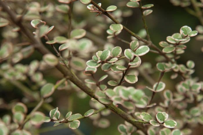 New Zealand myrtle 'Little Star'