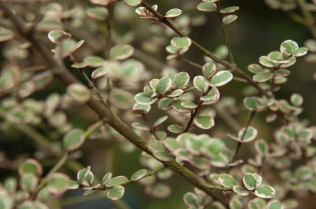 New Zealand myrtle 'Little Star'