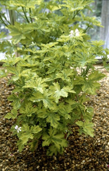 pelargonium 'Charity'