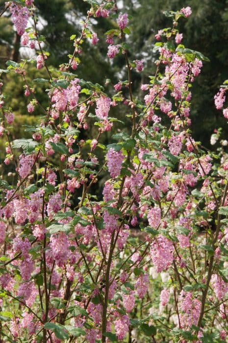 flowering currant 'Poky's Pink'