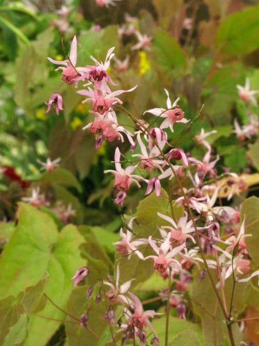 barrenwort 'Pink Elf'