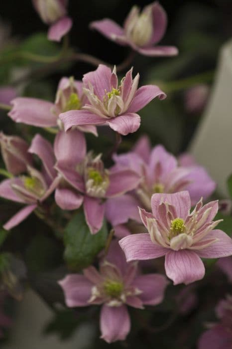 clematis 'Broughton Star'