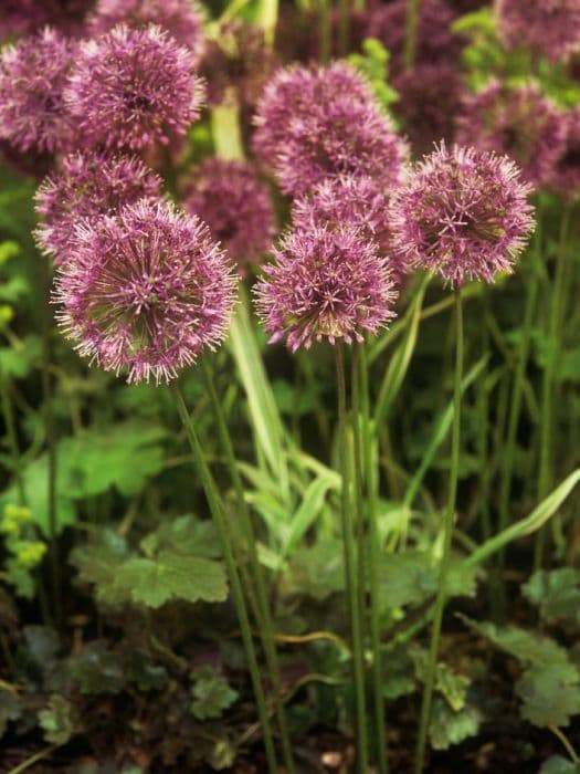 allium 'Akbulak'