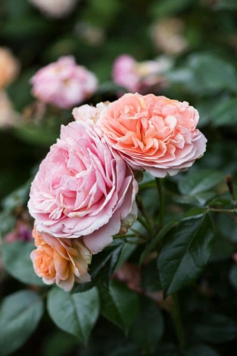 rose [Duchess of Cornwall]