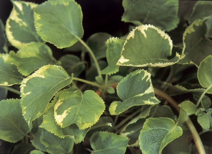 hydrangea 'Mirranda'