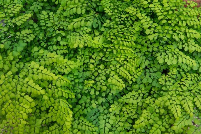 evergreen maidenhair