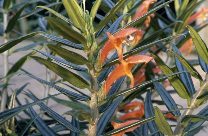 long-stemmed basket plant