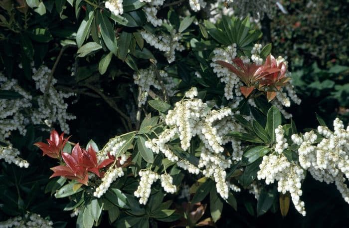 pieris 'Wakehurst'