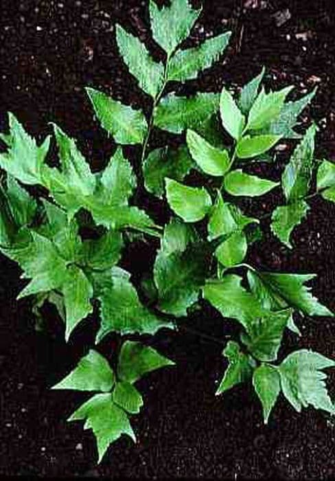 Japanese holly fern