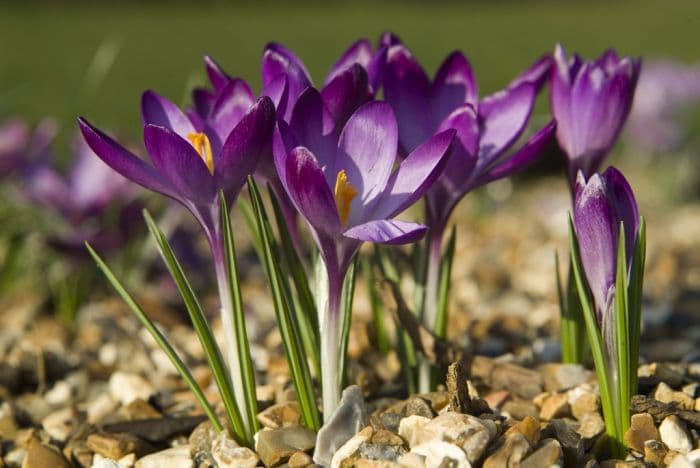 crocus 'Ruby Giant'