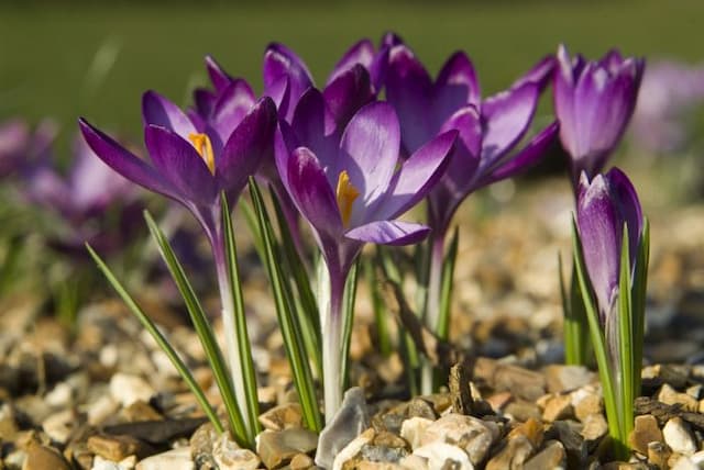 Crocus 'Ruby Giant'