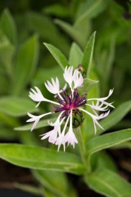 perennial cornflower 'Purple Heart'