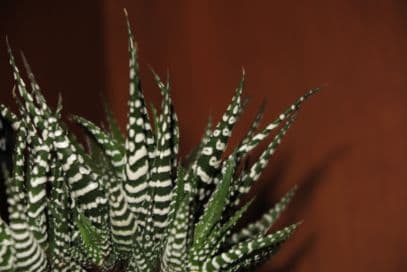 haworthia 'Big Band'