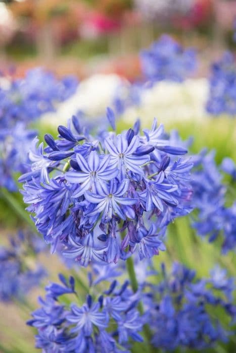 African lily 'Northern Star'