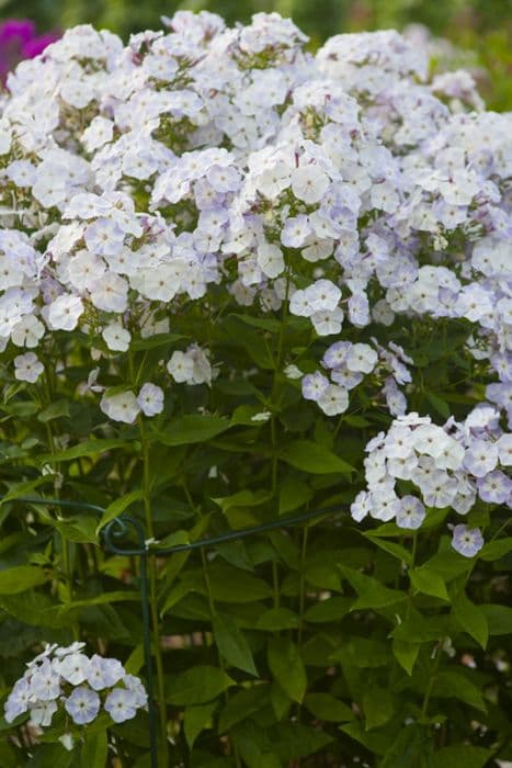 perennial phlox 'Grey Lady'