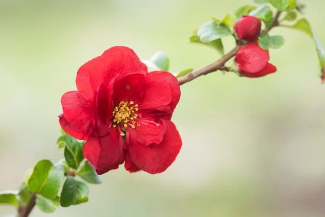 Flowering quince 'Scarlet Storm'