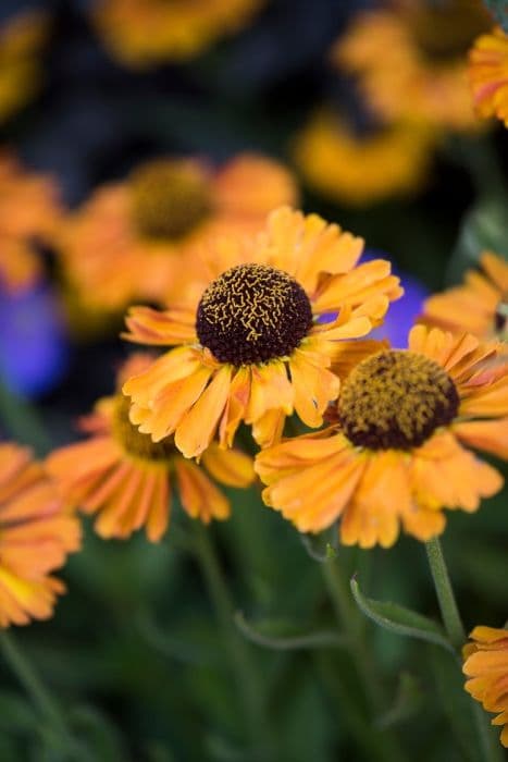 sneezeweed 'Short and Sassy'