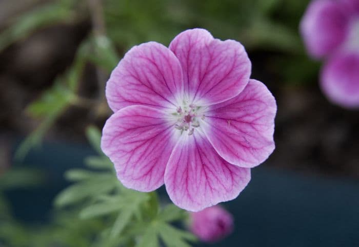 cranesbill 'Elke'