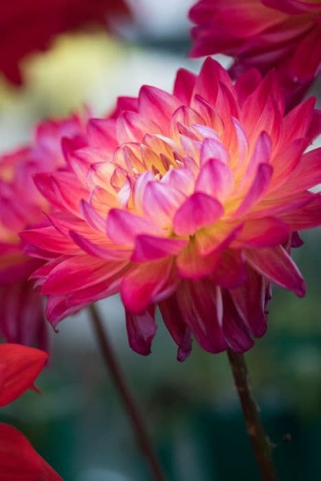 dahlia 'Kilburn Glow'