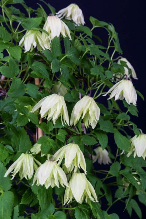 clematis [Amber]