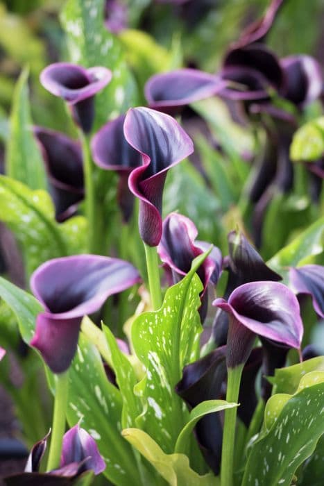 arum lily 'Captain Nuria'