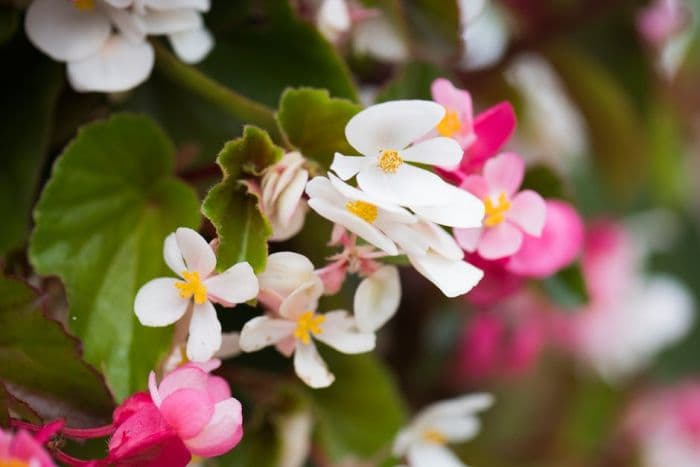 begonia [Summer Jewels Mixed]