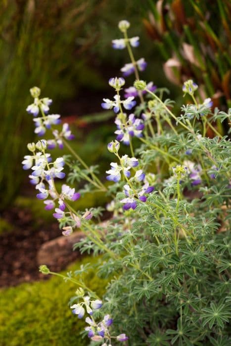 Pacific lupin