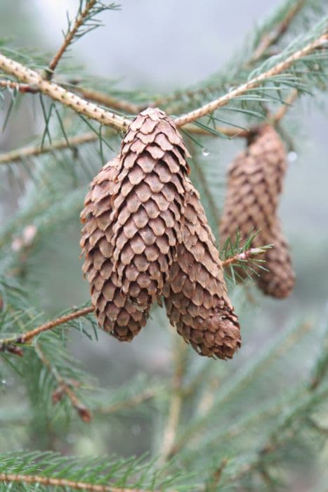 Lijiang spruce