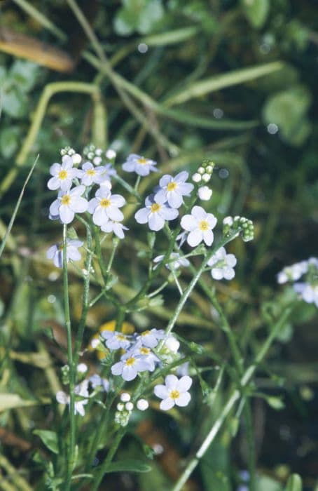 water forget-me-not