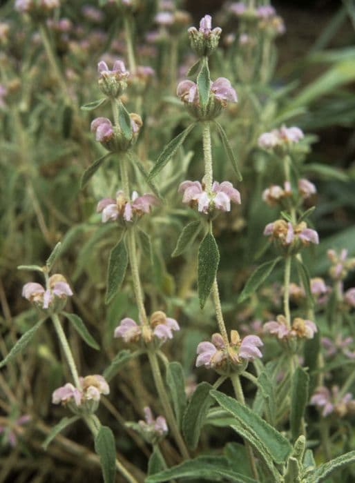 Balearic Island sage