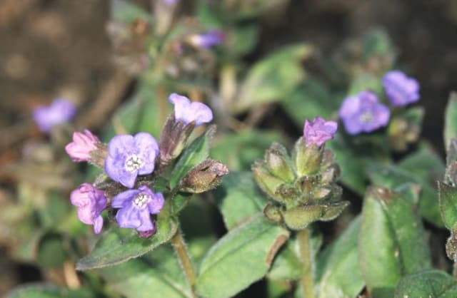 Narrow-leaved lungwort