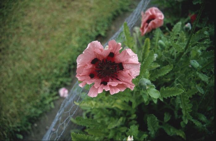 oriental poppy 'Mrs Perry'