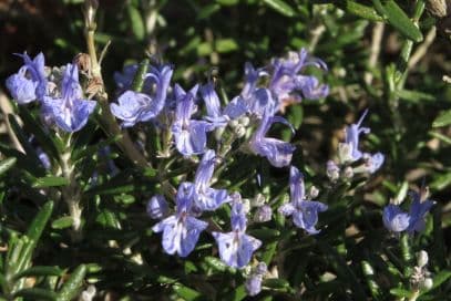 rosemary 'Tuscan Blue'