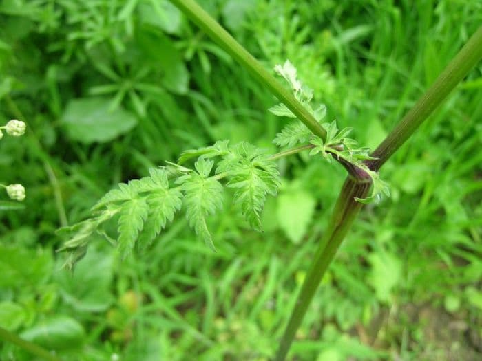 cow parsley