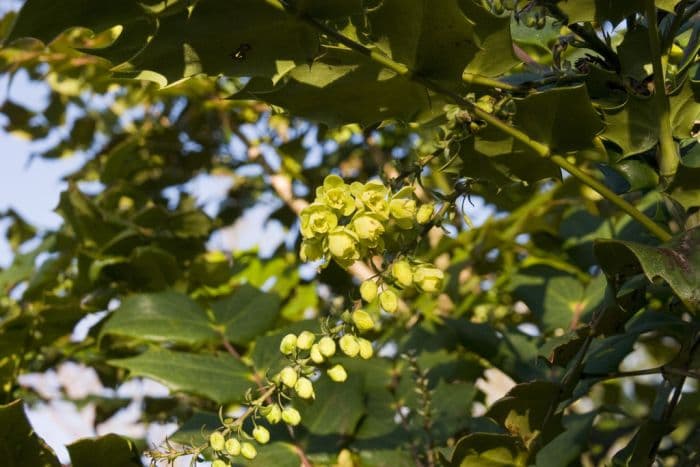 Beal's mahonia