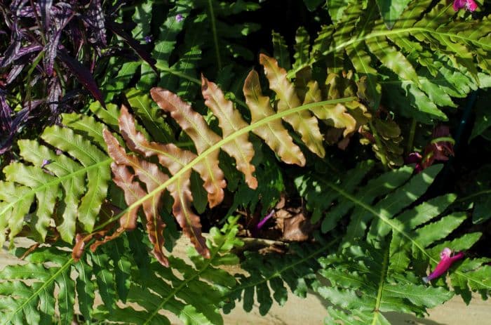 dwarf Brazilian tree fern