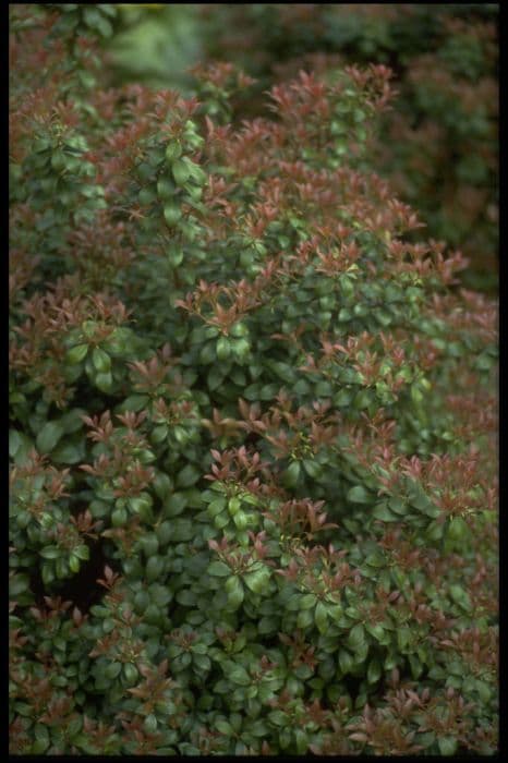 pieris 'Little Heath Green'