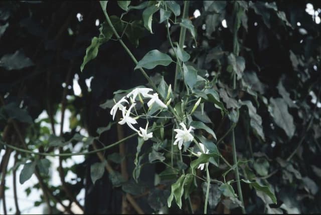 White Azorean jasmine