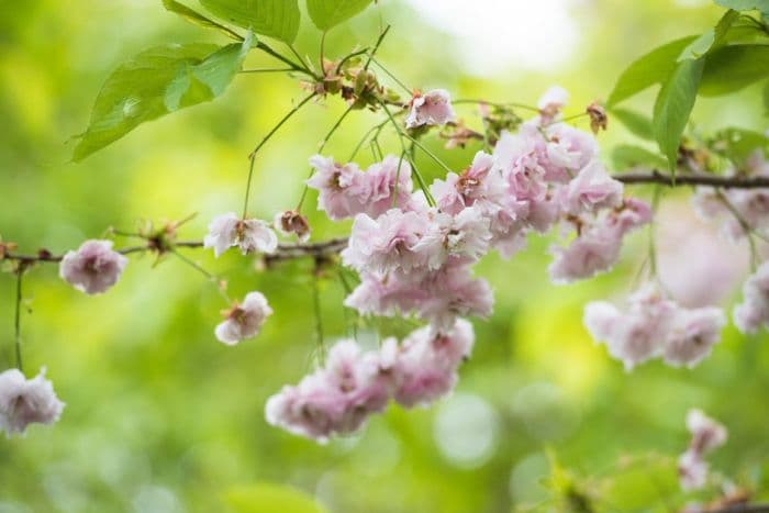 cherry 'Daikoku'