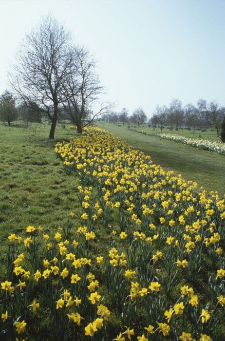 Daffodil 'Saint Keverne'