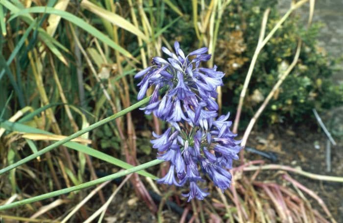 African lily 'Bressingham Blue'