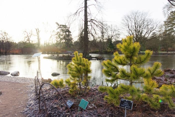 lodgepole pine 'Chief Joseph'