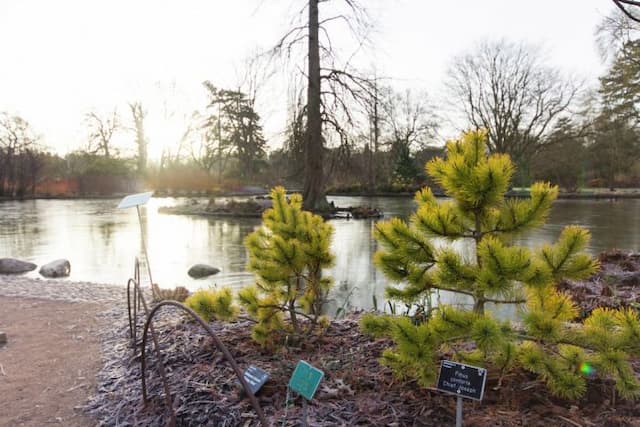 Lodgepole pine 'Chief Joseph'