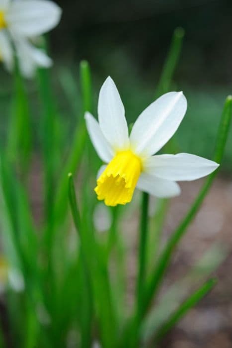 daffodil 'Jack Snipe'