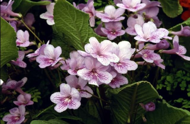 Cape primrose 'Melanie'