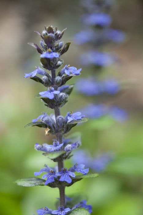 Pyramidal bugle